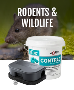 Rodents & Wildlife